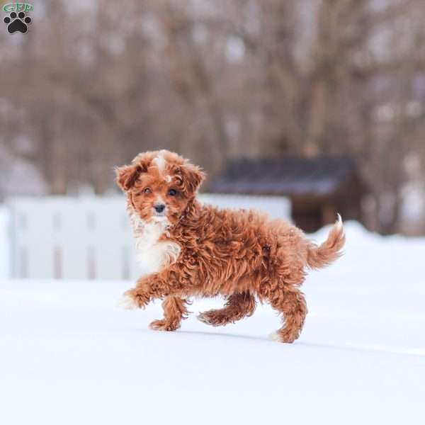 Winston, Cavapoo Puppy